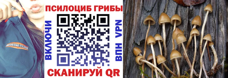 Псилоцибиновые грибы Cubensis  хочу наркоту  Новый Оскол 